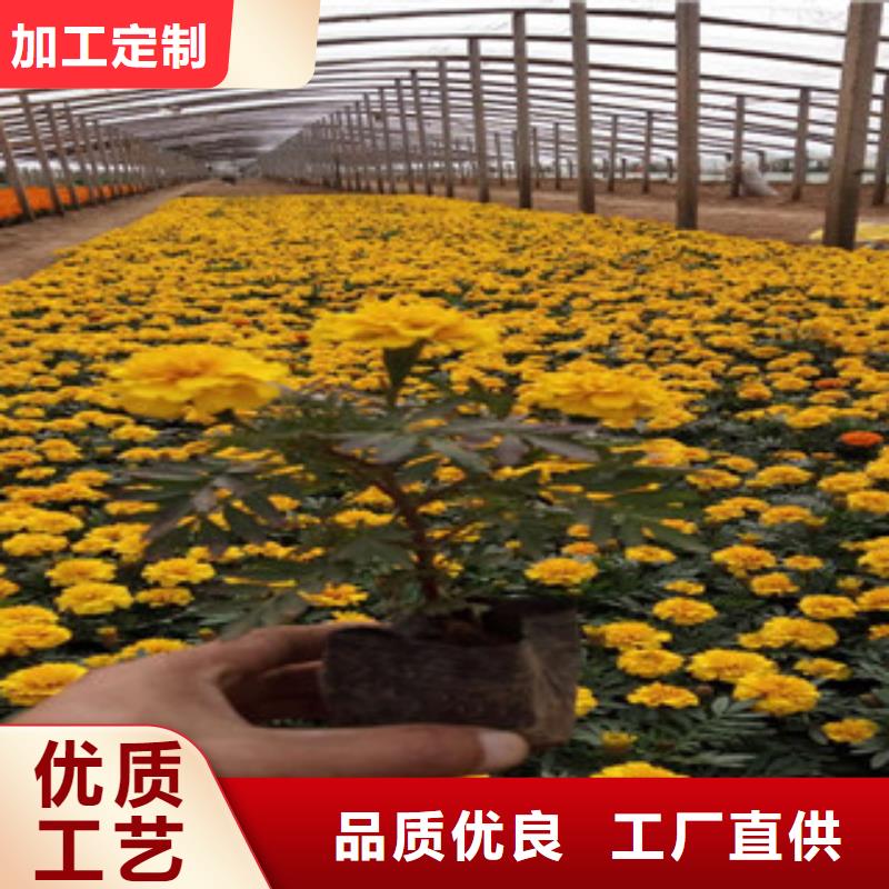 花海景观-水生植物/荷花睡莲我们更专业