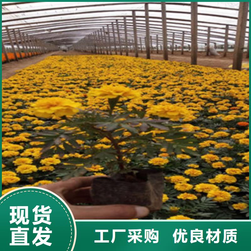 花海景观花海景观工程一站式供应