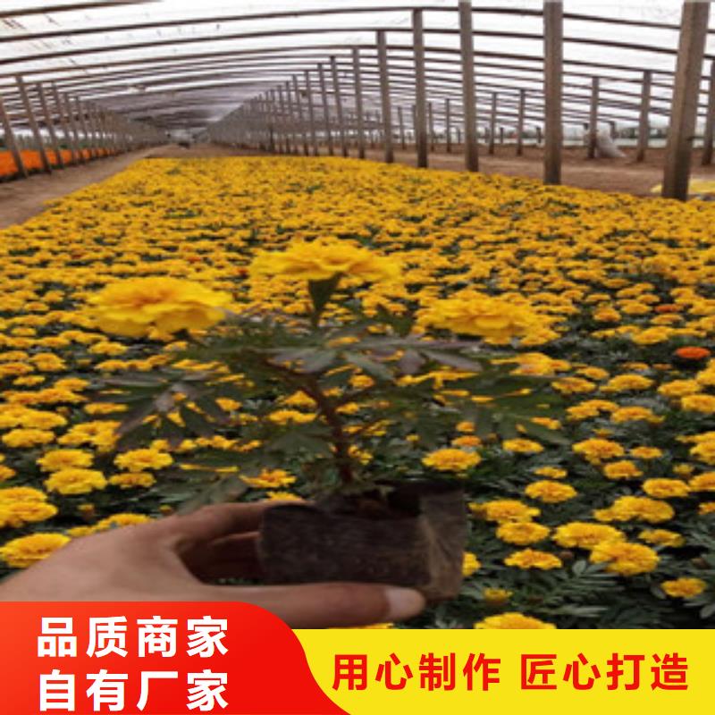 花海景观宿根花卉基地品质可靠