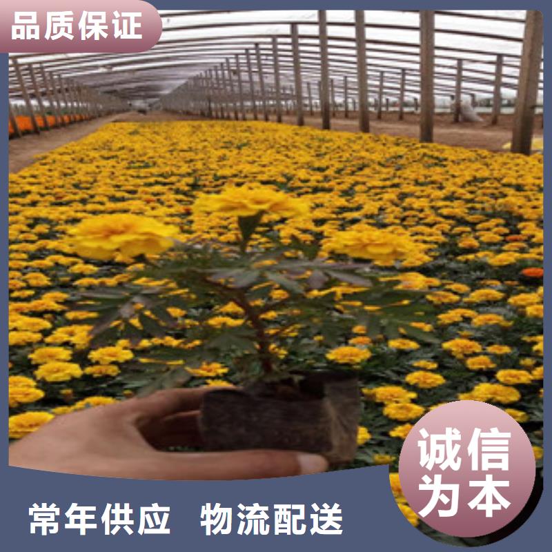耐寒耐旱草花基地视频-耐寒耐旱草花基地-辽宁省葫芦岛市建昌|连山|盘锦|铁岭|本溪|朝阳|鞍山【当地】服务商