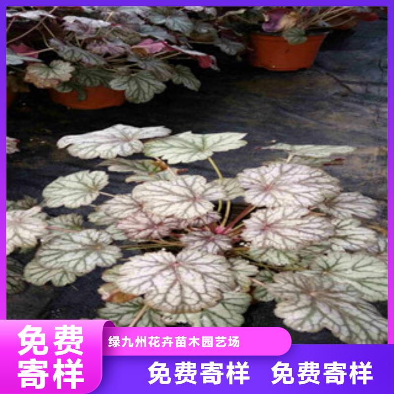 花海景观,鲁冰花/粉黛乱子草现货直发