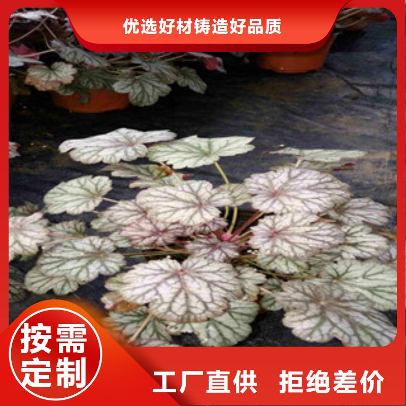 花海景观水生植物/荷花睡莲用心制作