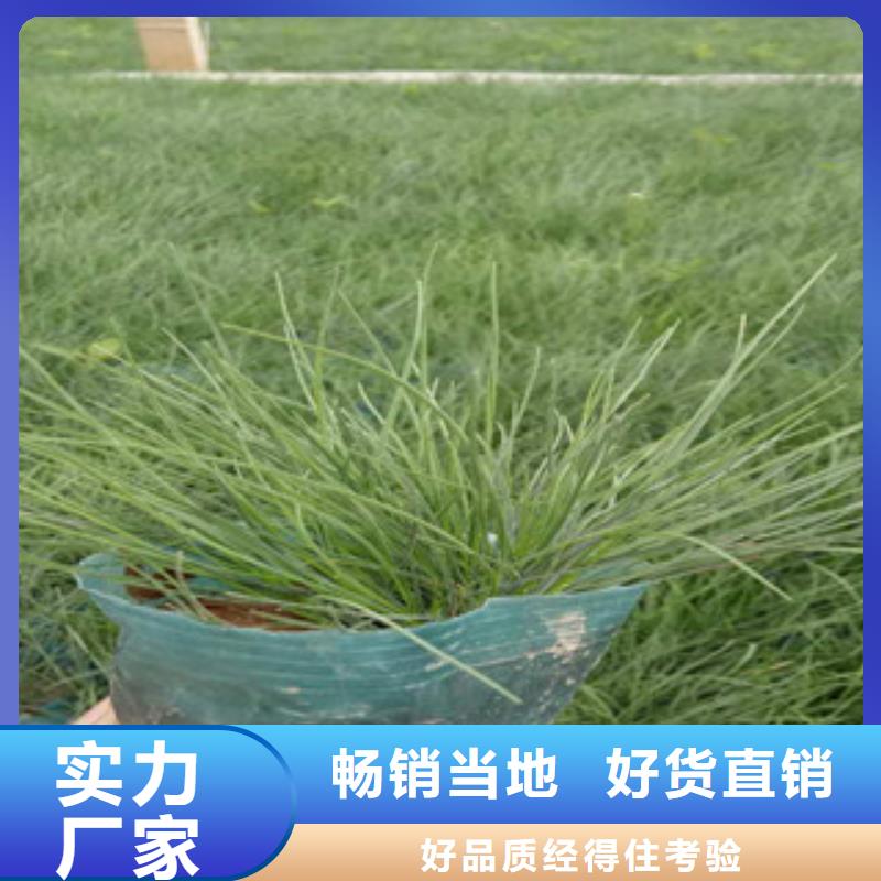 花海景观鲁冰花/粉黛乱子草优质原料