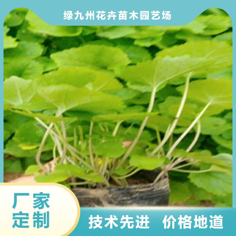 花海景观鲁冰花/粉黛乱子草优质原料