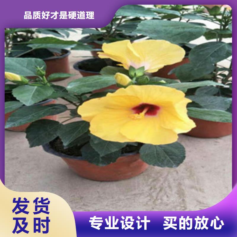 花海景观宿根花卉基地品质可靠
