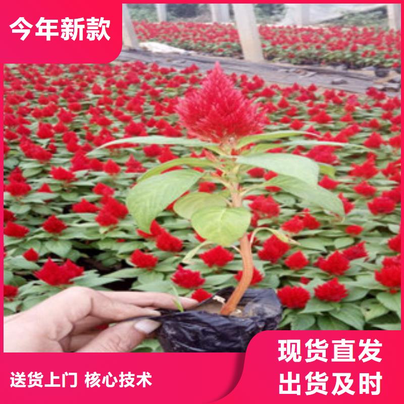 花海景观,柳叶马鞭草/薰衣草好品质选我们
