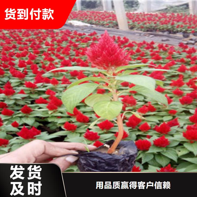 花海景观宿根花卉基地实力工厂