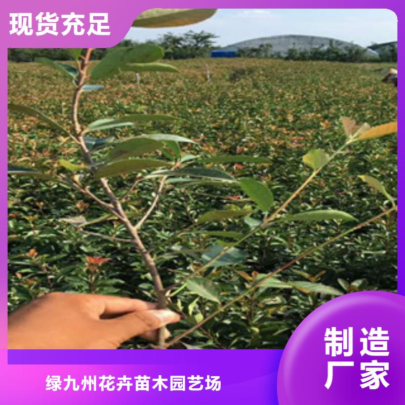 【花海景观】柳叶马鞭草/薰衣草随心所欲定制