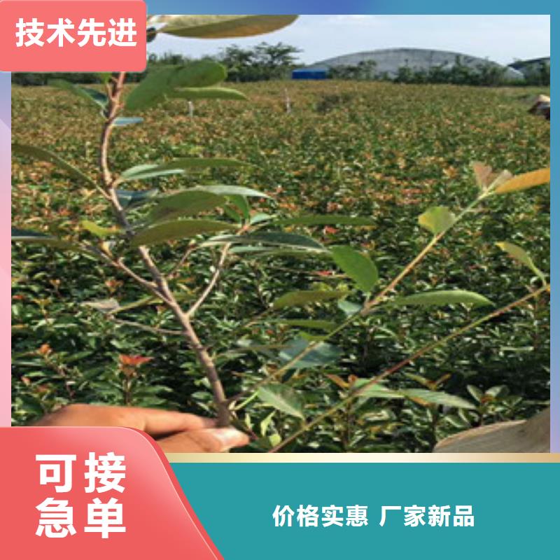 花海景观宿根花卉基地品质可靠