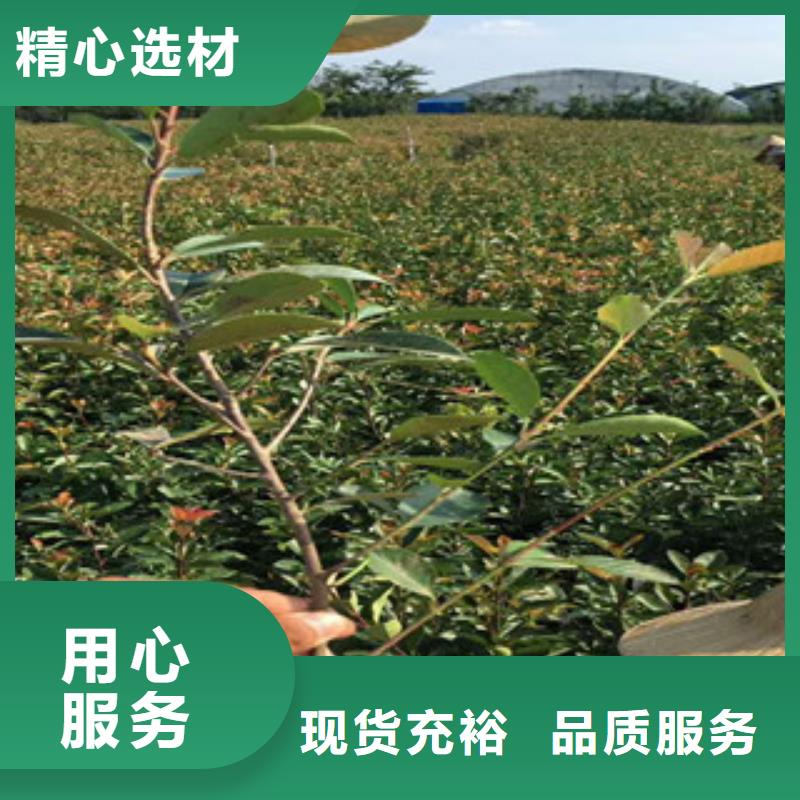花海景观花海景观工程一站式供应