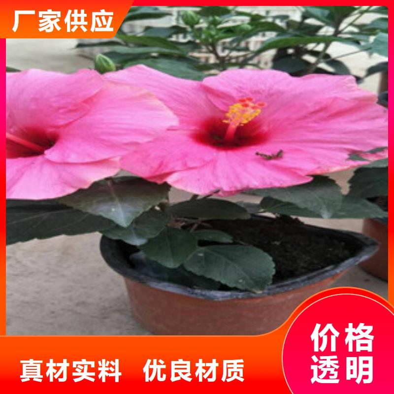 花海景观,花海景观工程品质无所畏惧