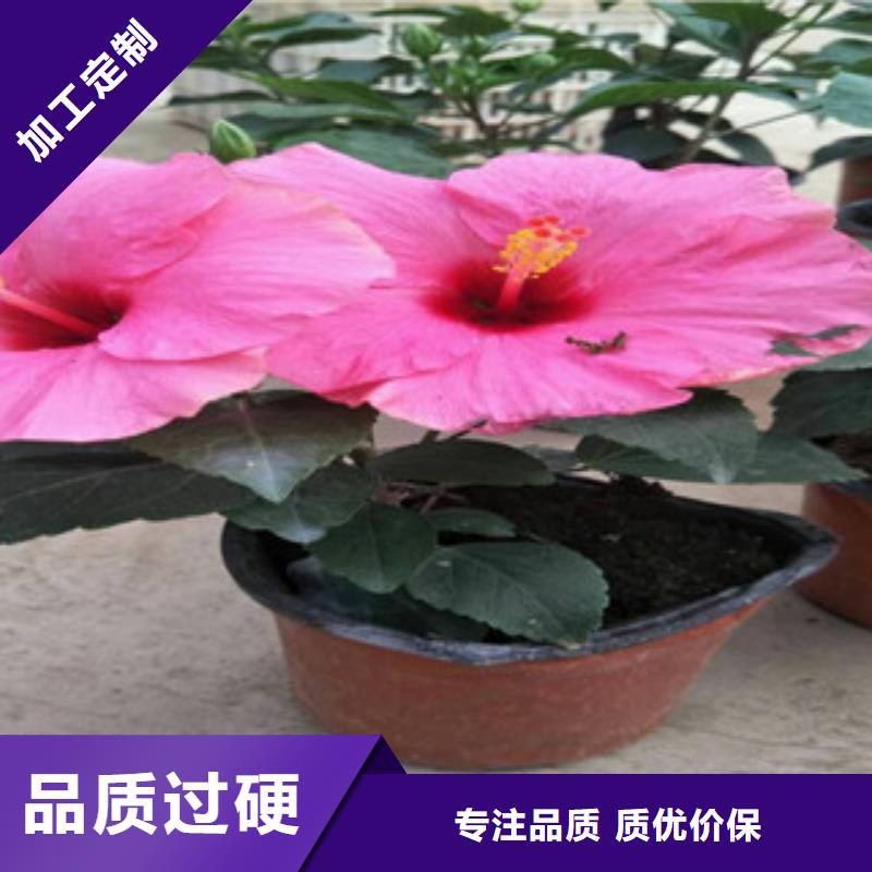 【花海景观】柳叶马鞭草/薰衣草随心所欲定制