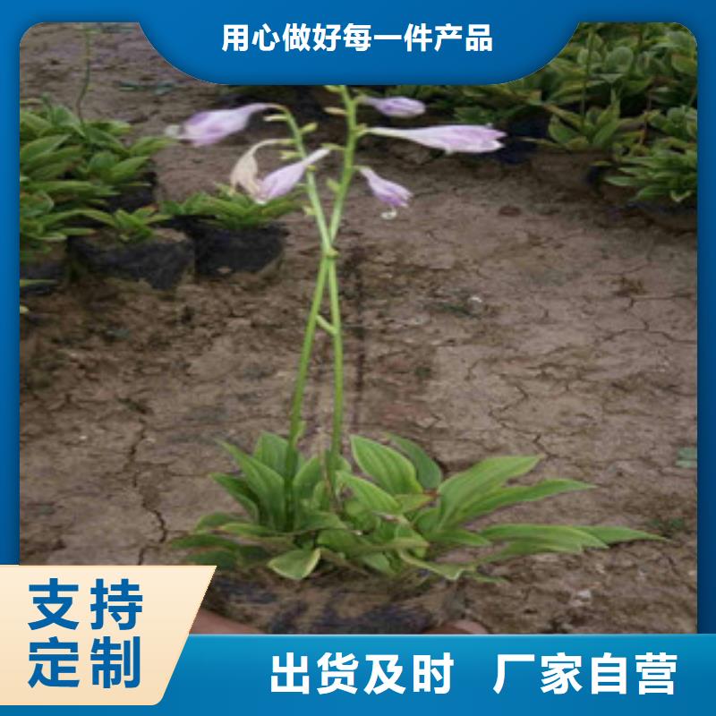 花海景观时令花卉/绿化草花价格诚信厂家