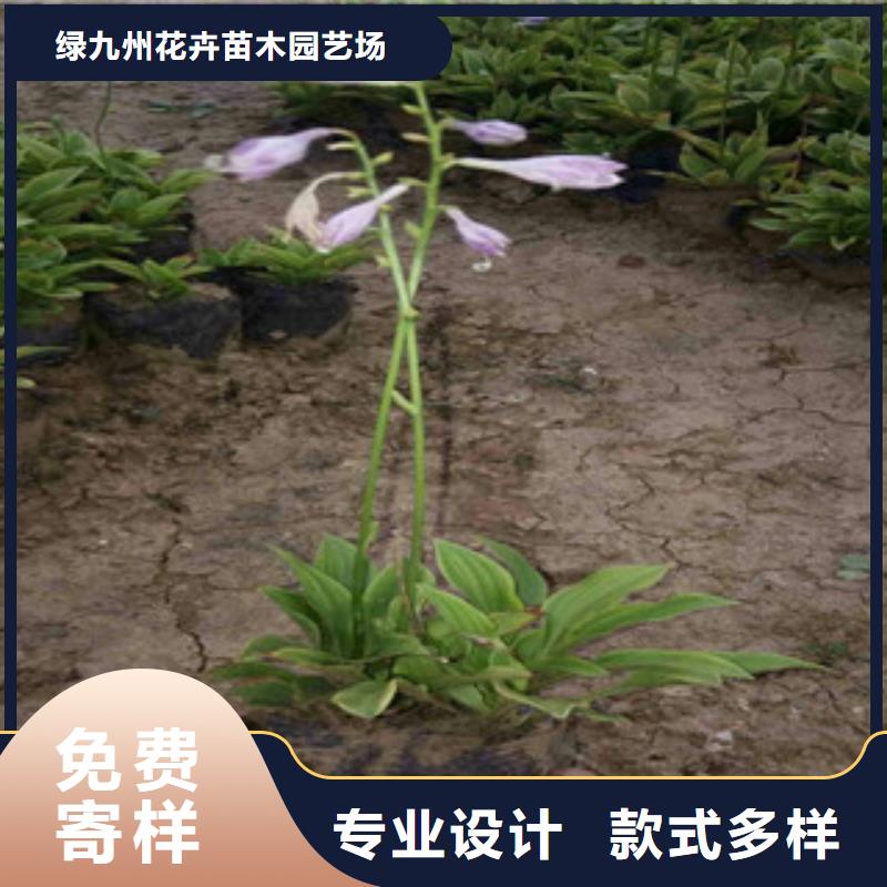 花海景观,柳叶马鞭草/薰衣草好品质选我们