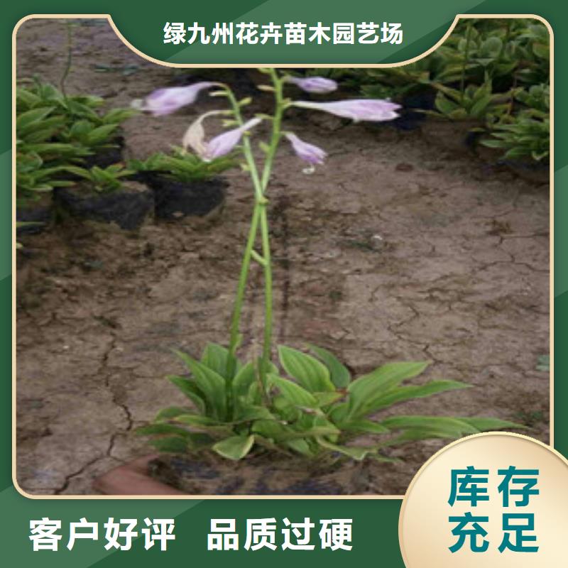 花海景观宿根花卉基地品质可靠