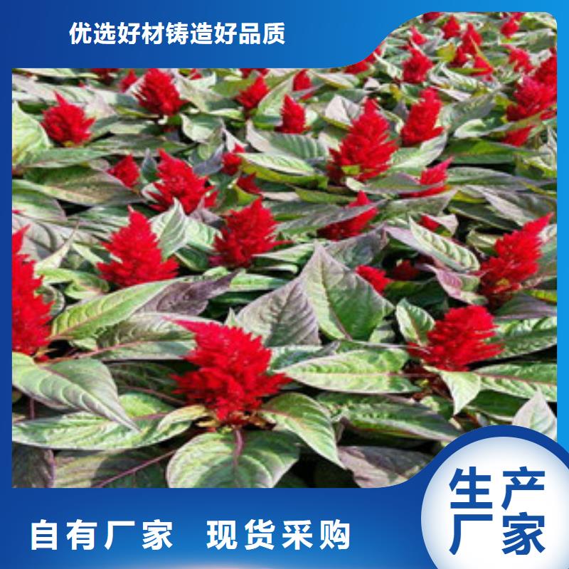 耐寒耐旱草花基地视频-耐寒耐旱草花基地|黄冈市|红安|英山|黄石|荆门|十堰|恩施|荆州|咸宁|鄂州