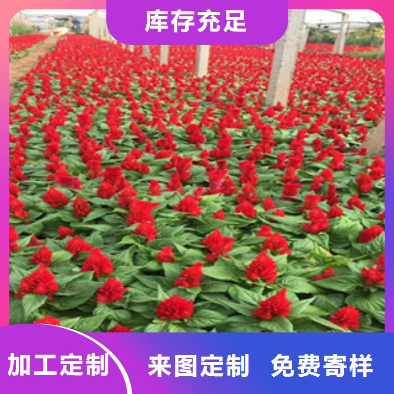 耐寒耐旱草花基地视频-公安|松滋|咸宁|恩施|随州|武汉|十堰|黄冈耐寒耐旱草花基地源厂定制-绿九州花卉苗木园艺场(荆州市分公司)