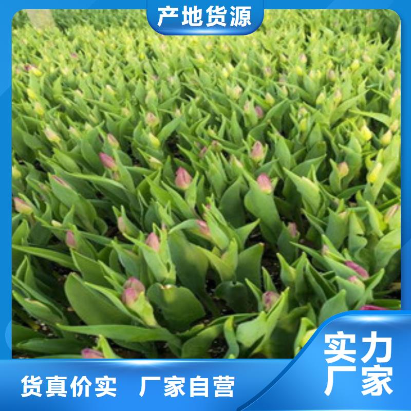 花海景观鲁冰花/粉黛乱子草优质原料