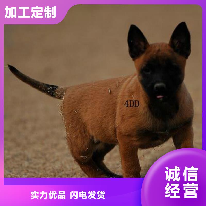 罗威纳犬视频-罗威纳犬-安徽省淮南市潘集|田家庵|亳州|铜陵|黄山|芜湖【该地】生产厂家