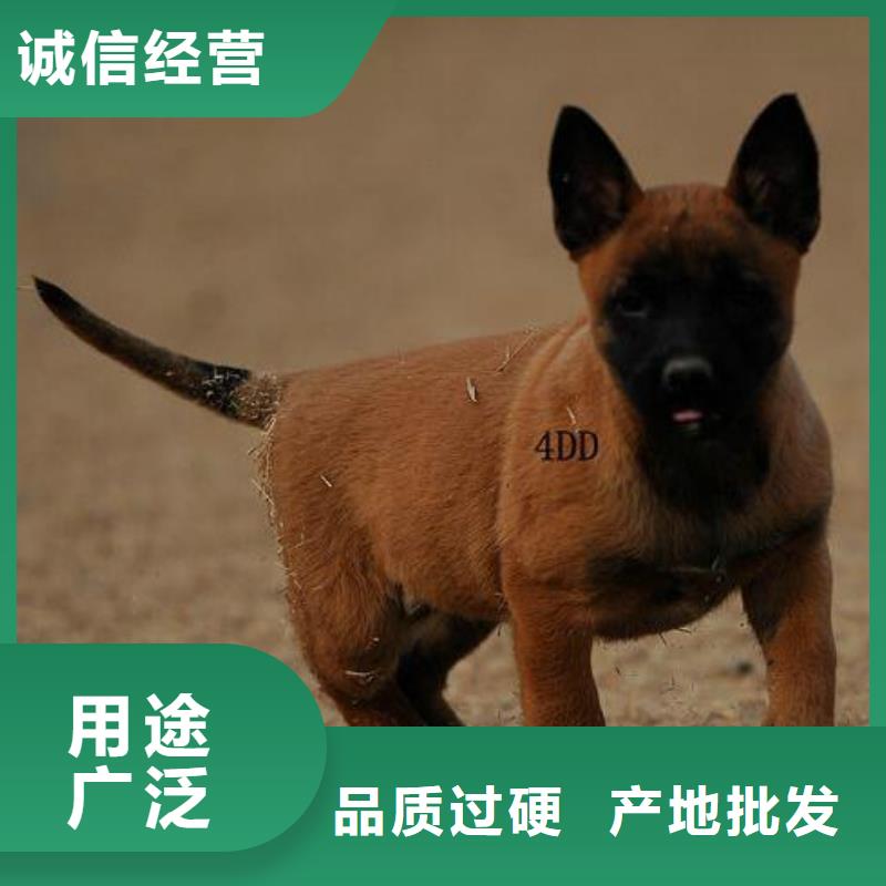 一品马犬_【黑狼】供您所需-诚信商务网