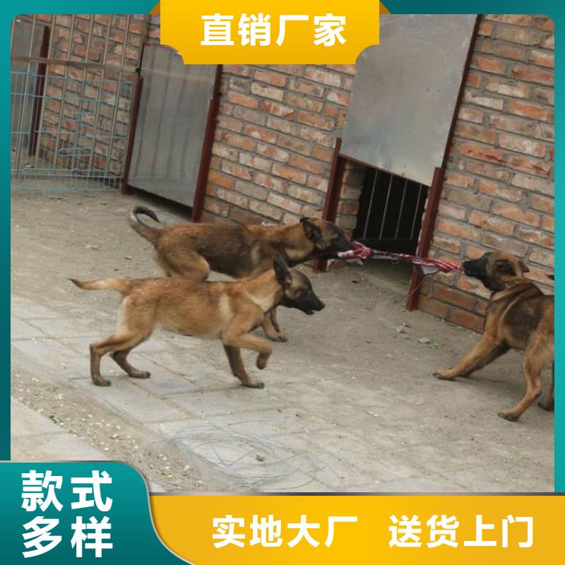 一品马犬_【黑狼】供您所需-诚信商务网