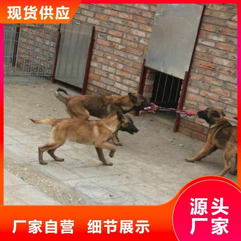 罗威纳犬视频-罗威纳犬-安徽省淮南市潘集|田家庵|亳州|铜陵|黄山|芜湖【该地】生产厂家
