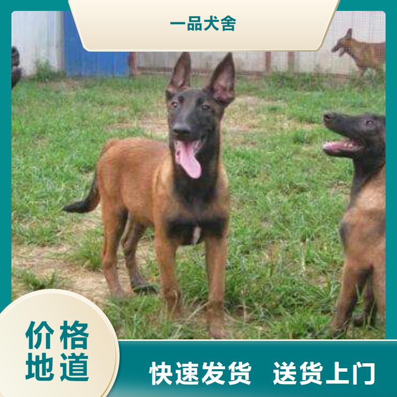 一品马犬_【黑狼】供您所需-诚信商务网