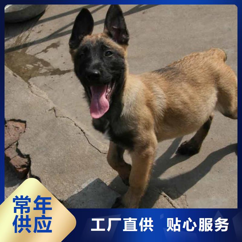 一品马犬_【黑狼】供您所需-诚信商务网