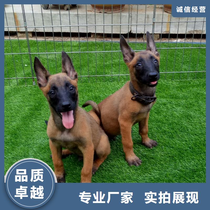 罗威纳犬视频-罗威纳犬-安徽省淮南市潘集|田家庵|亳州|铜陵|黄山|芜湖【该地】生产厂家