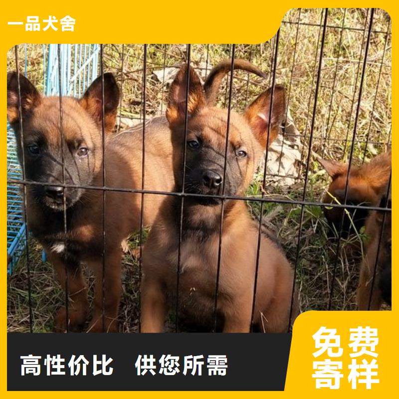 罗威纳犬视频-罗威纳犬-安徽省淮南市潘集|田家庵|亳州|铜陵|黄山|芜湖【该地】生产厂家