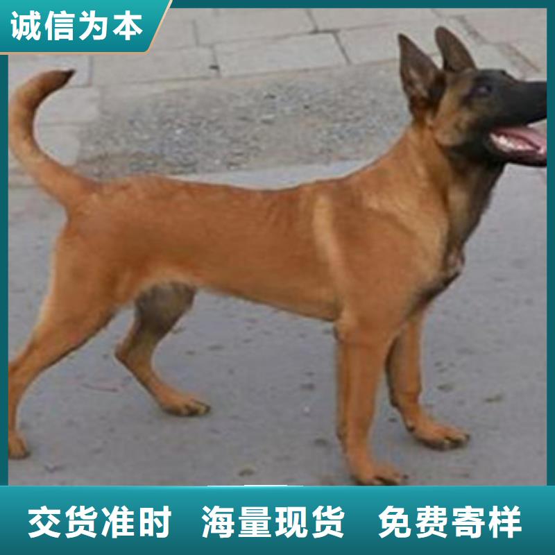 罗威纳犬视频-罗威纳犬-安徽省淮南市潘集|田家庵|亳州|铜陵|黄山|芜湖【该地】生产厂家