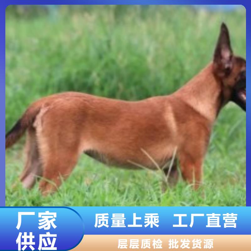 罗威纳犬视频-罗威纳犬-安徽省淮南市潘集|田家庵|亳州|铜陵|黄山|芜湖【该地】生产厂家
