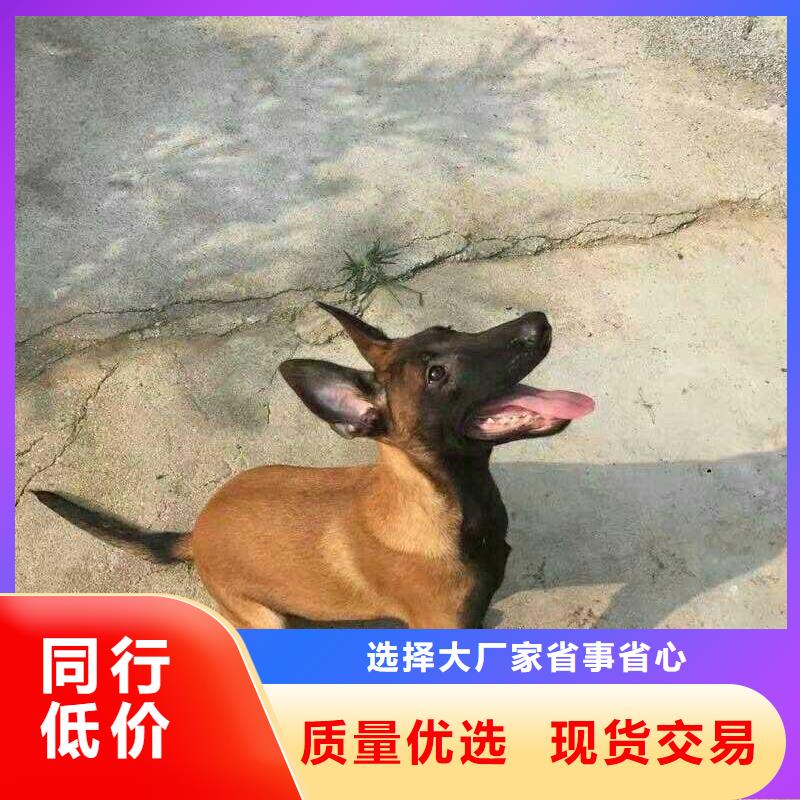 罗威纳犬视频-罗威纳犬-安徽省淮南市潘集|田家庵|亳州|铜陵|黄山|芜湖【该地】生产厂家