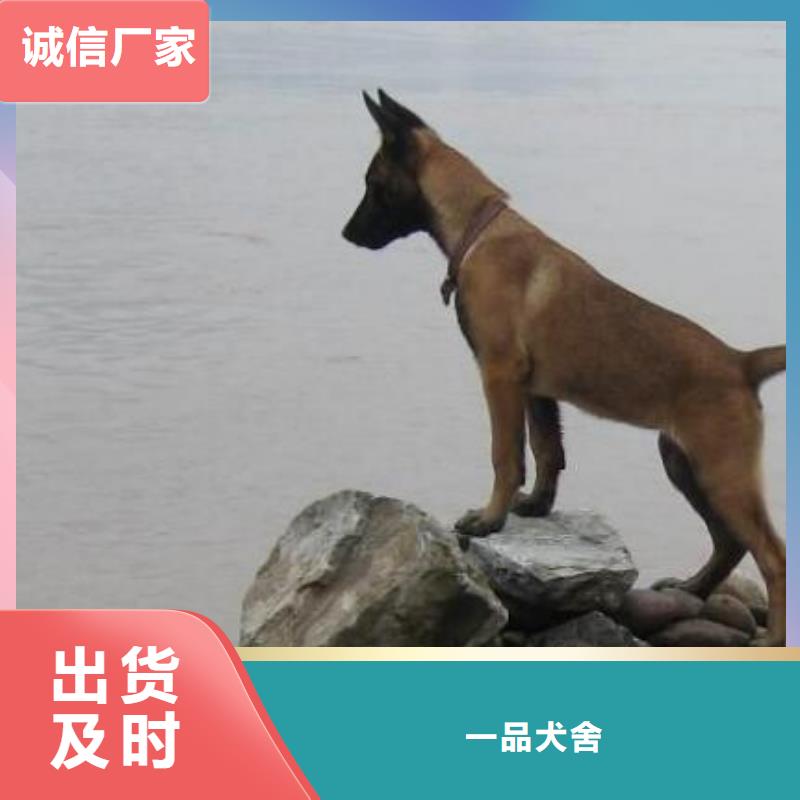 一品马犬_【黑狼】供您所需-诚信商务网
