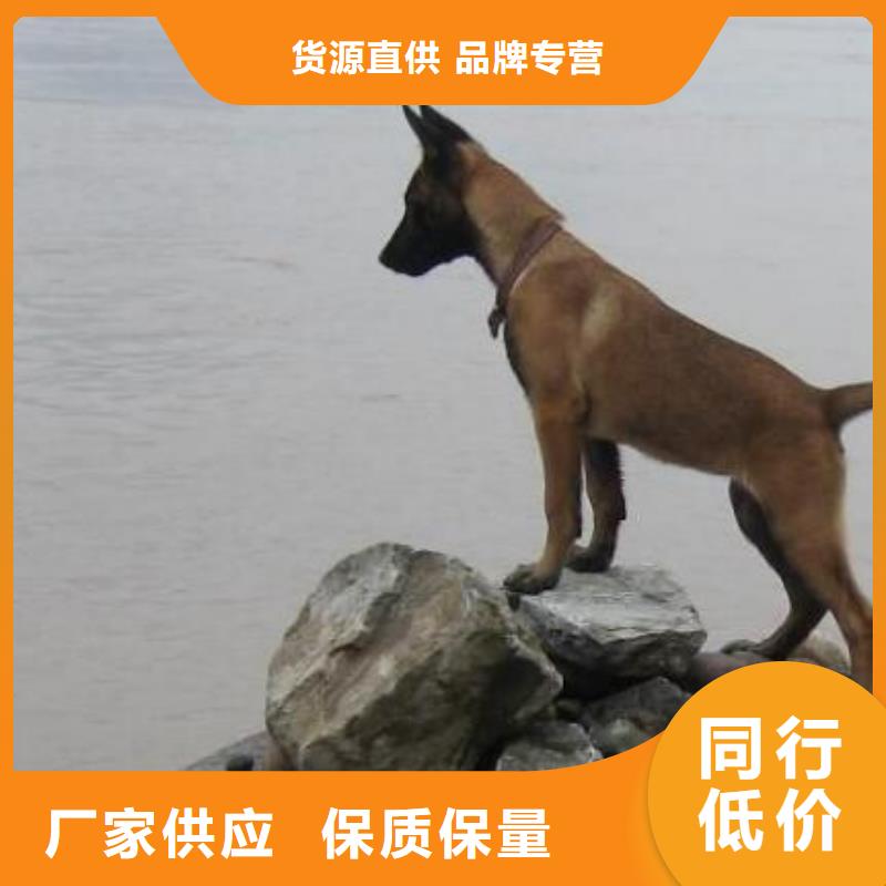 罗威纳犬视频-罗威纳犬-安徽省淮南市潘集|田家庵|亳州|铜陵|黄山|芜湖【该地】生产厂家