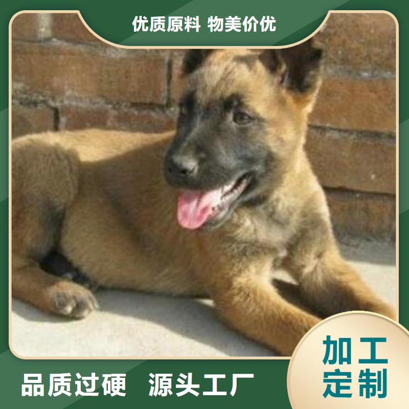 一品马犬_【黑狼】供您所需-诚信商务网