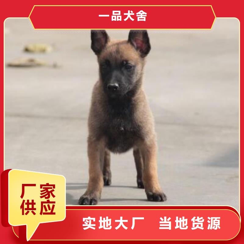 罗威纳犬视频-罗威纳犬-安徽省淮南市潘集|田家庵|亳州|铜陵|黄山|芜湖【该地】生产厂家