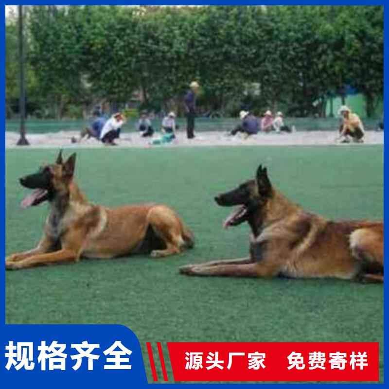 一品马犬_【黑狼】供您所需-诚信商务网
