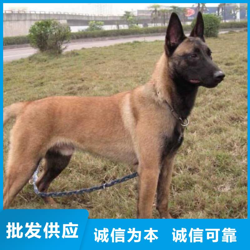 一品马犬_【黑狼】供您所需-诚信商务网