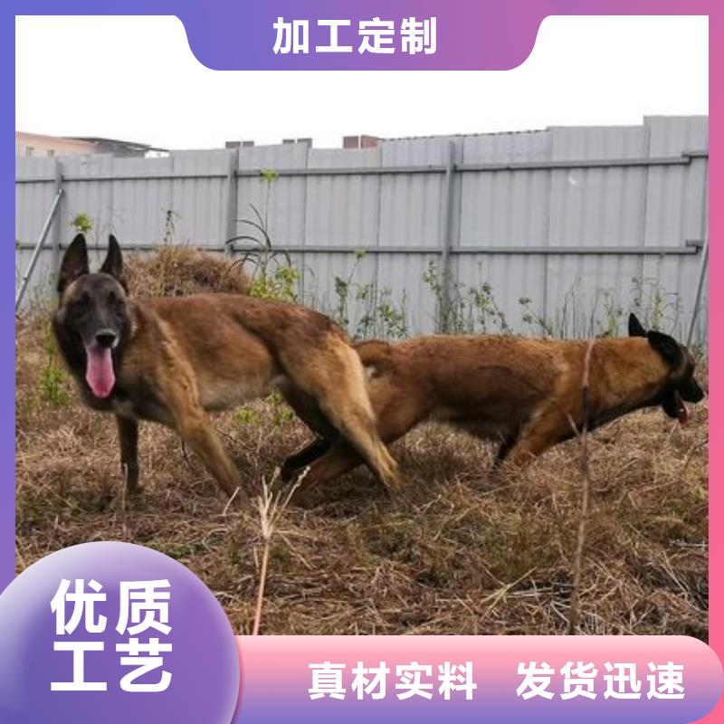 一品马犬_【黑狼】供您所需-诚信商务网