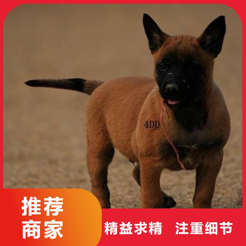 一品马犬_【黑狼】供您所需-诚信商务网