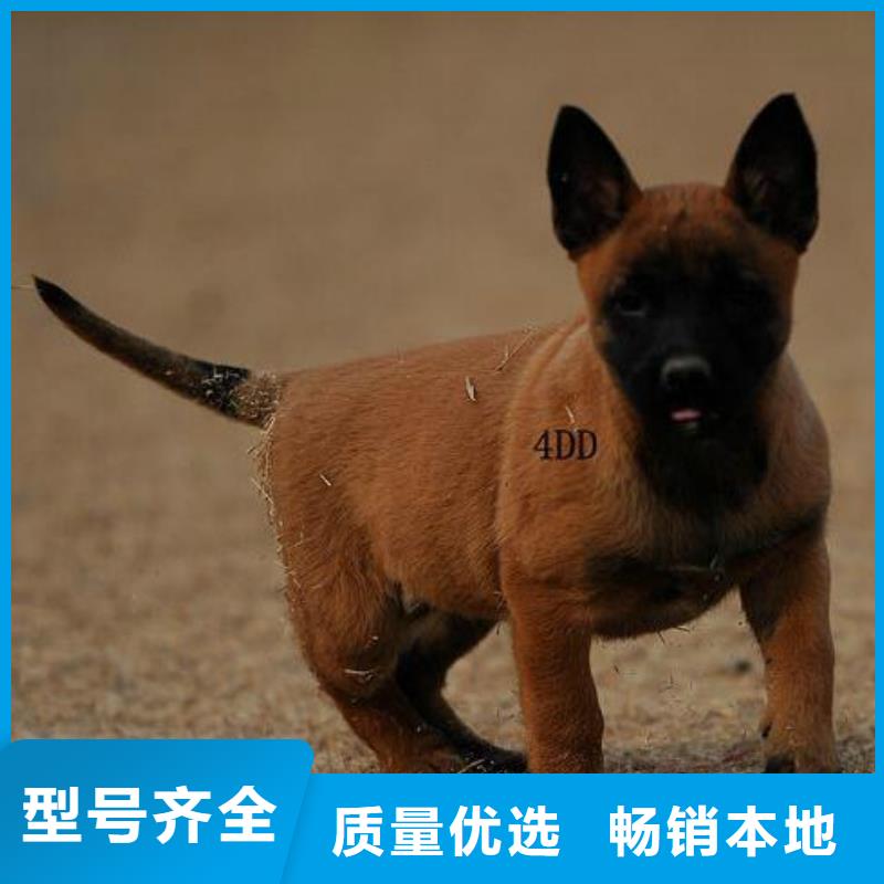 罗威纳犬视频-罗威纳犬-安徽省淮南市潘集|田家庵|亳州|铜陵|黄山|芜湖【该地】生产厂家