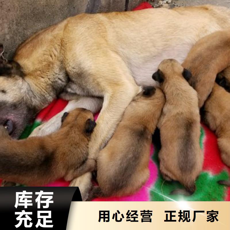 一品马犬_【黑狼】供您所需-诚信商务网