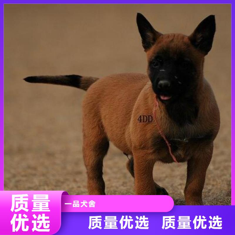 罗威纳犬视频-罗威纳犬-安徽省淮南市潘集|田家庵|亳州|铜陵|黄山|芜湖【该地】生产厂家