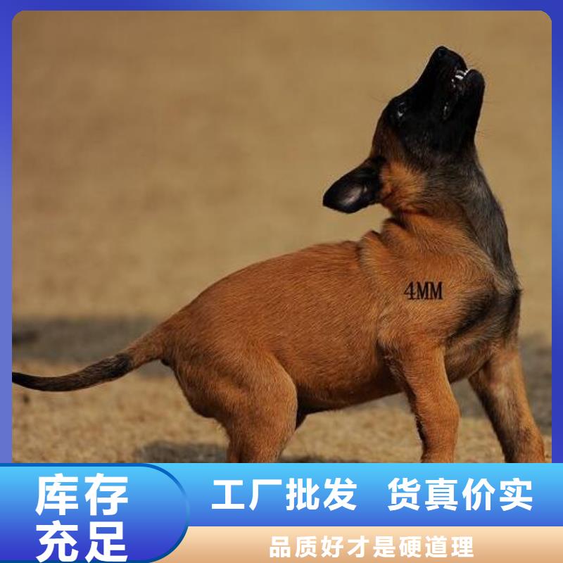 一品马犬_【黑狼】供您所需-诚信商务网