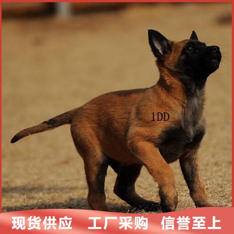 一品马犬_【黑狼】供您所需-诚信商务网