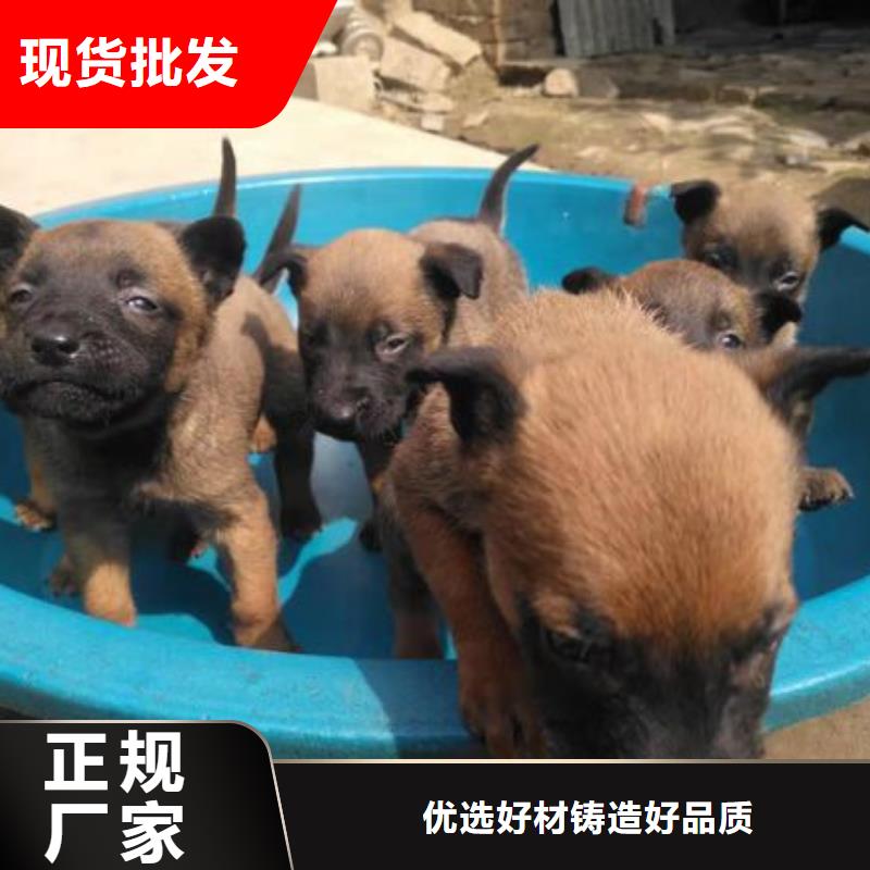 一品马犬_【黑狼】供您所需-诚信商务网