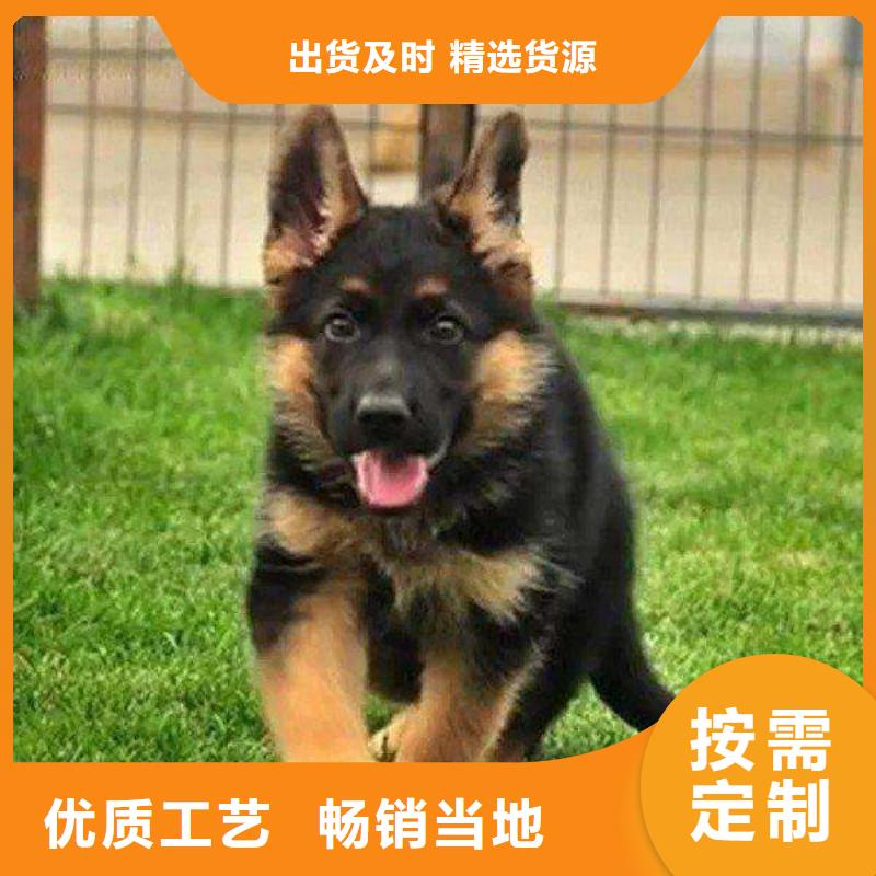 德国牧羊犬_卡斯罗犬重信誉厂家