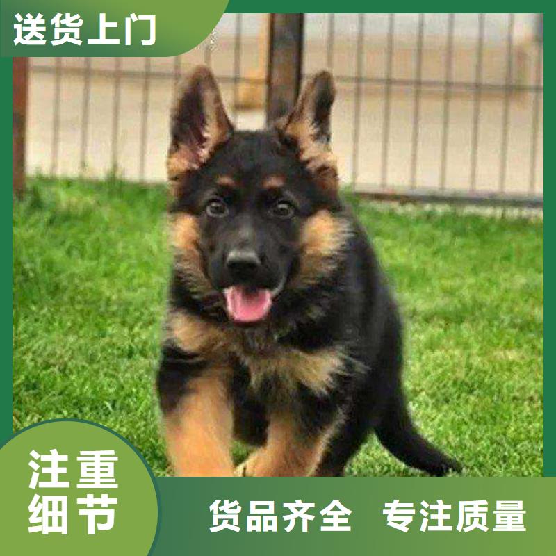 德国牧羊犬德牧犬好产品好服务