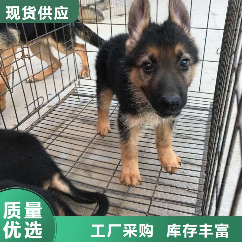 德国牧羊犬-罗威纳犬采购